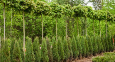 Munglow jalovec: dekorativní ephedra pro zahradní design